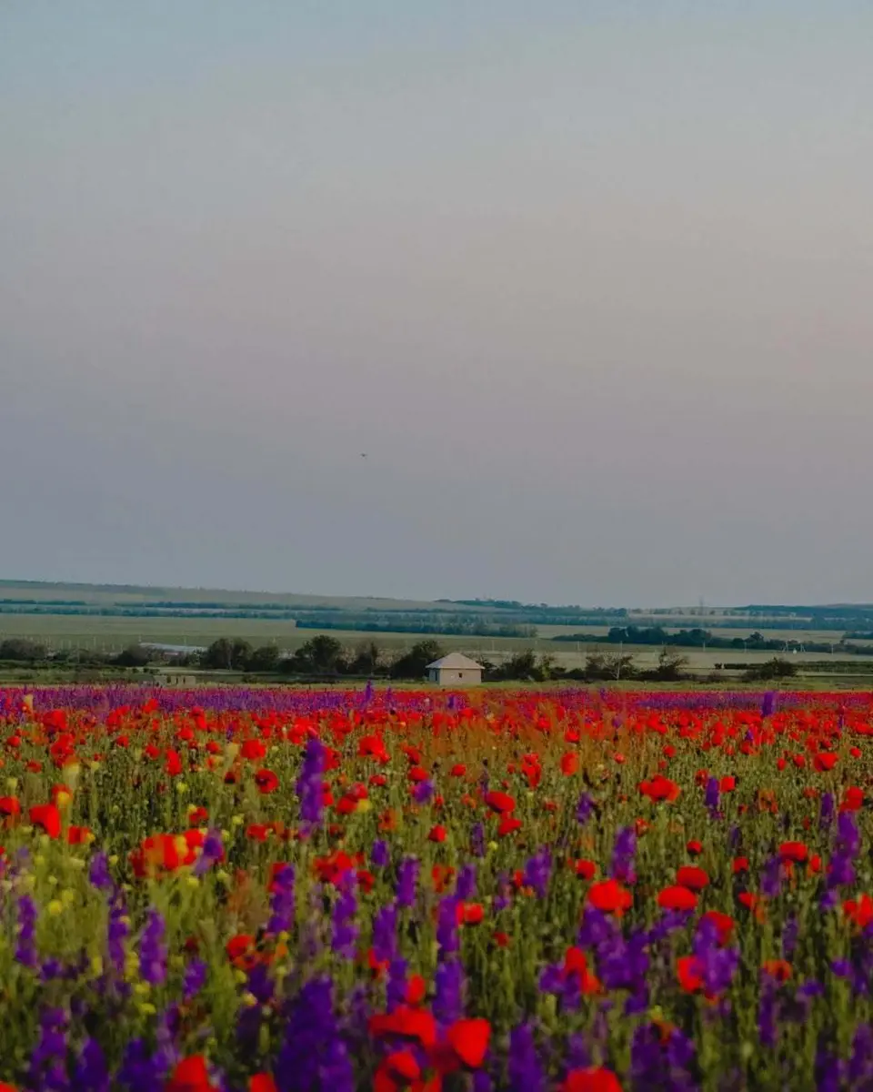 Маковая мистерия Таманского полуострова