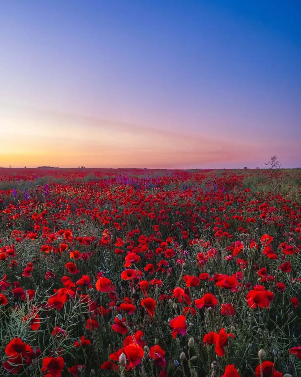 Маковая мистерия Таманского полуострова