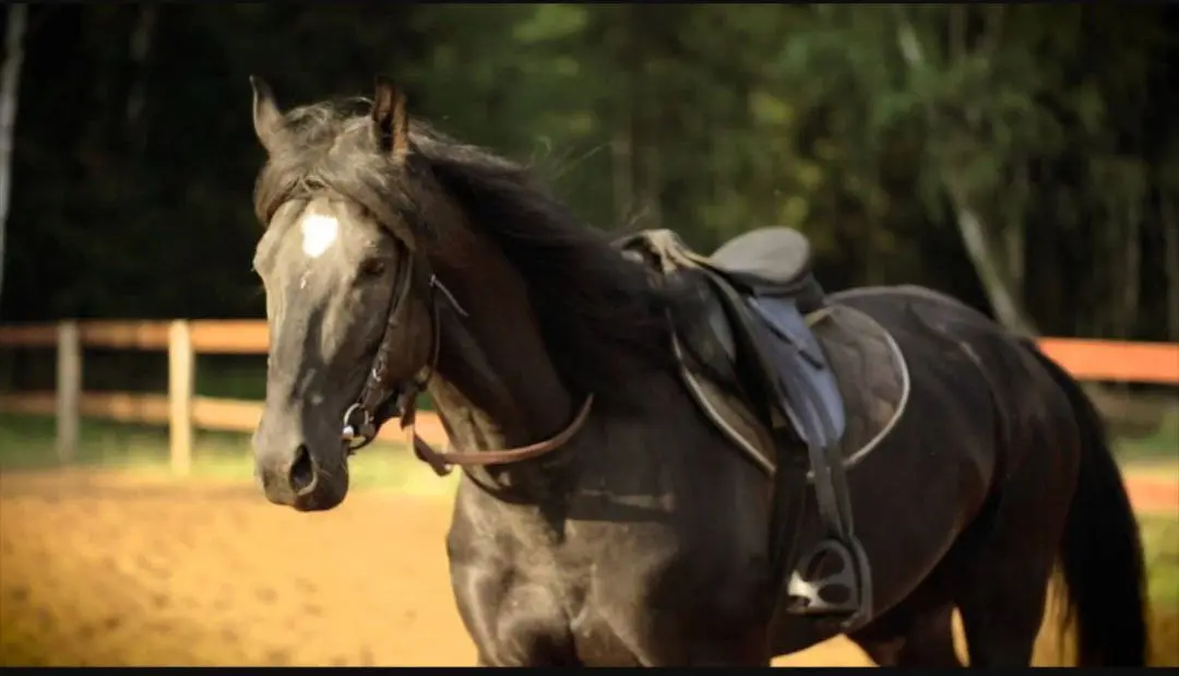 активное долголетие, иппотерапия