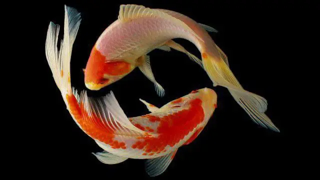 Иʙᥱнᴛ ⊹ — Организация Рыб