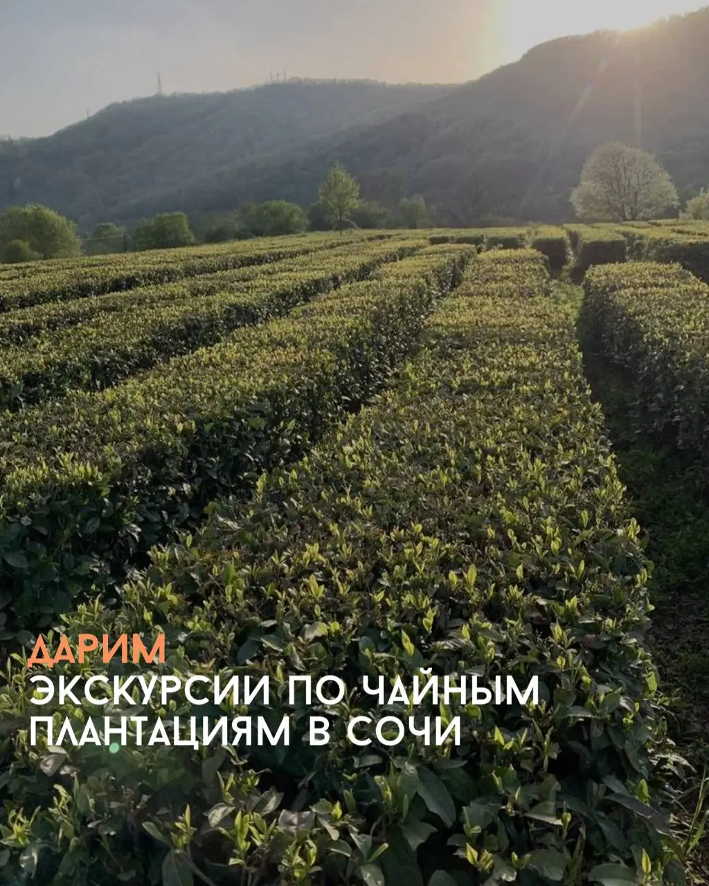Экскурсии по чайным плантациям в Сочи