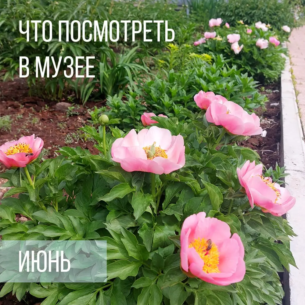 выставки и события июня в Иркутском музее декабристов