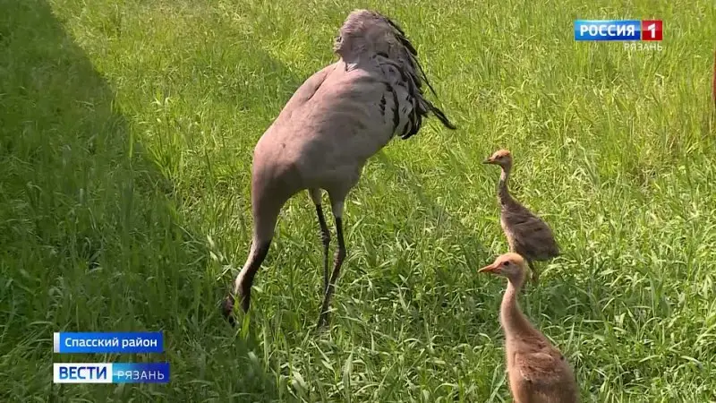 Проект #Рязань_дома_с_историей_АХП: серия пленэров по деревянным домикам Рязани