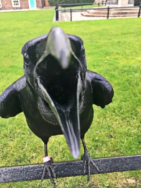 Какой ты косплеер по вайбу?🐱