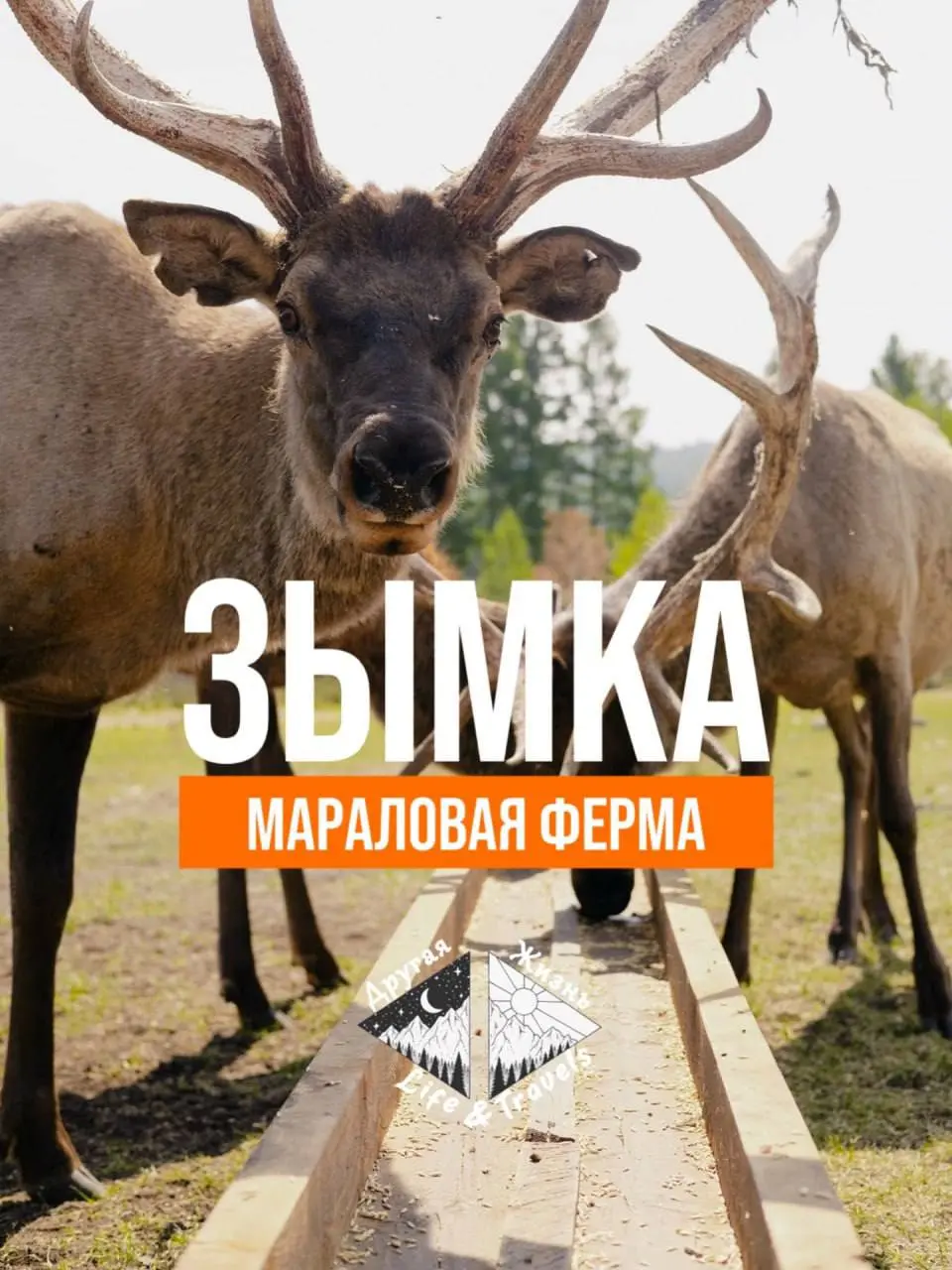 Встреча к благородным оленям