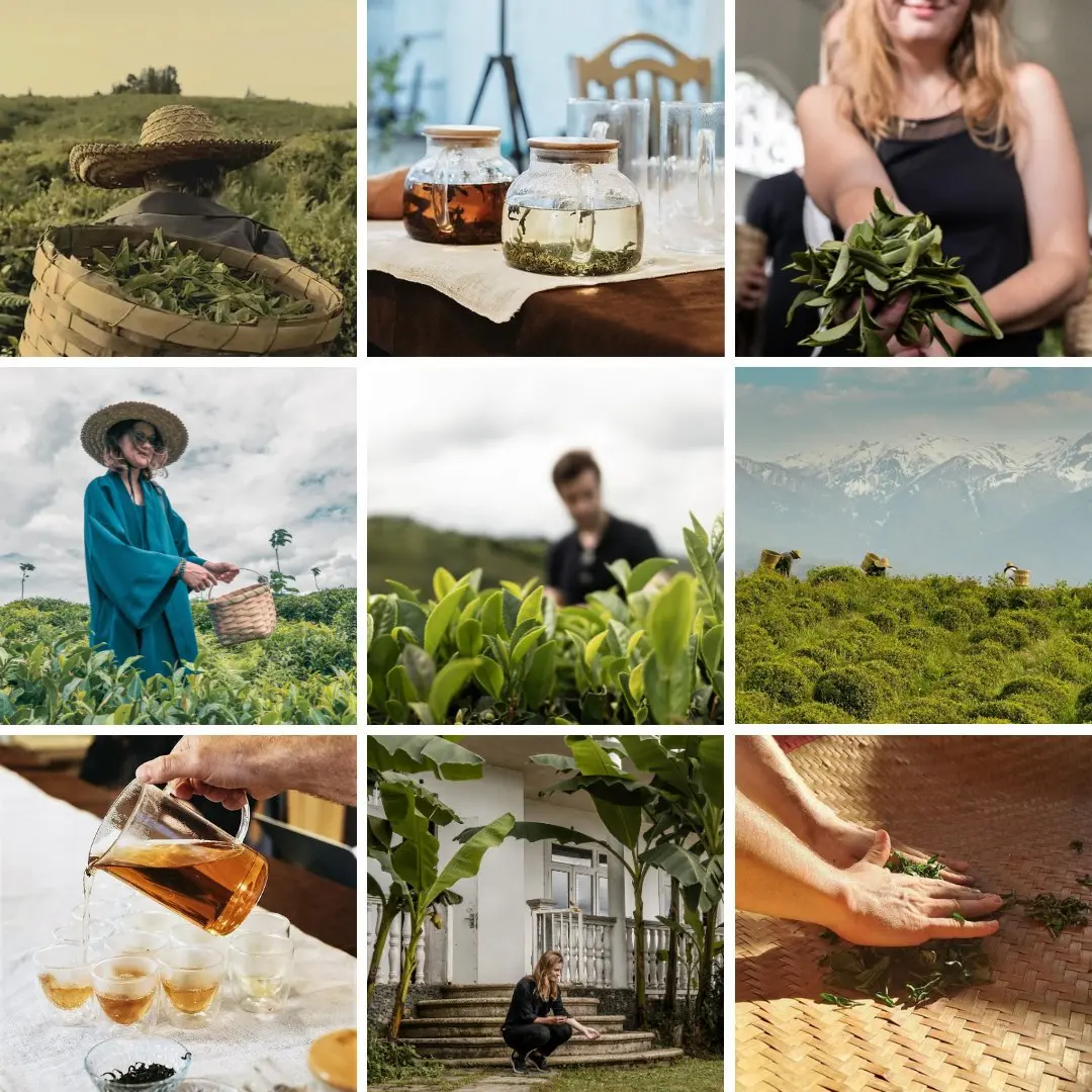 Чайный тур Taste of Guria