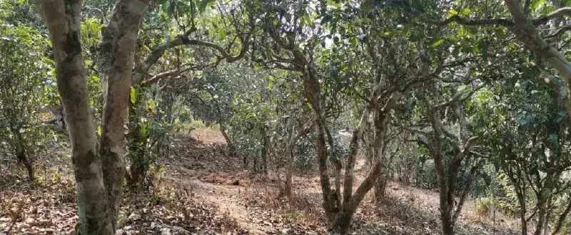 Собрание клуба вдумчивых чаепитий: дегустация шэнпуэра 2025 года