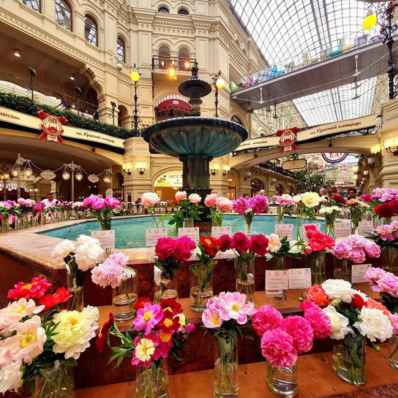 Самая яркая выставка сезона "Пионы России"