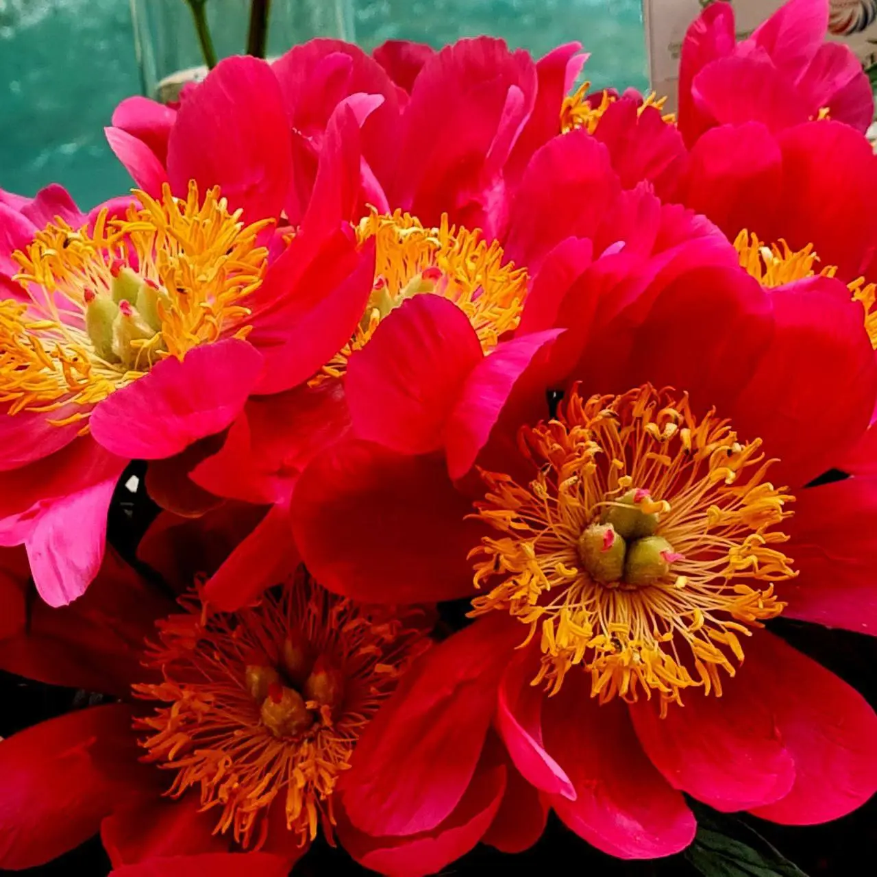 Самая яркая выставка сезона "Пионы России"