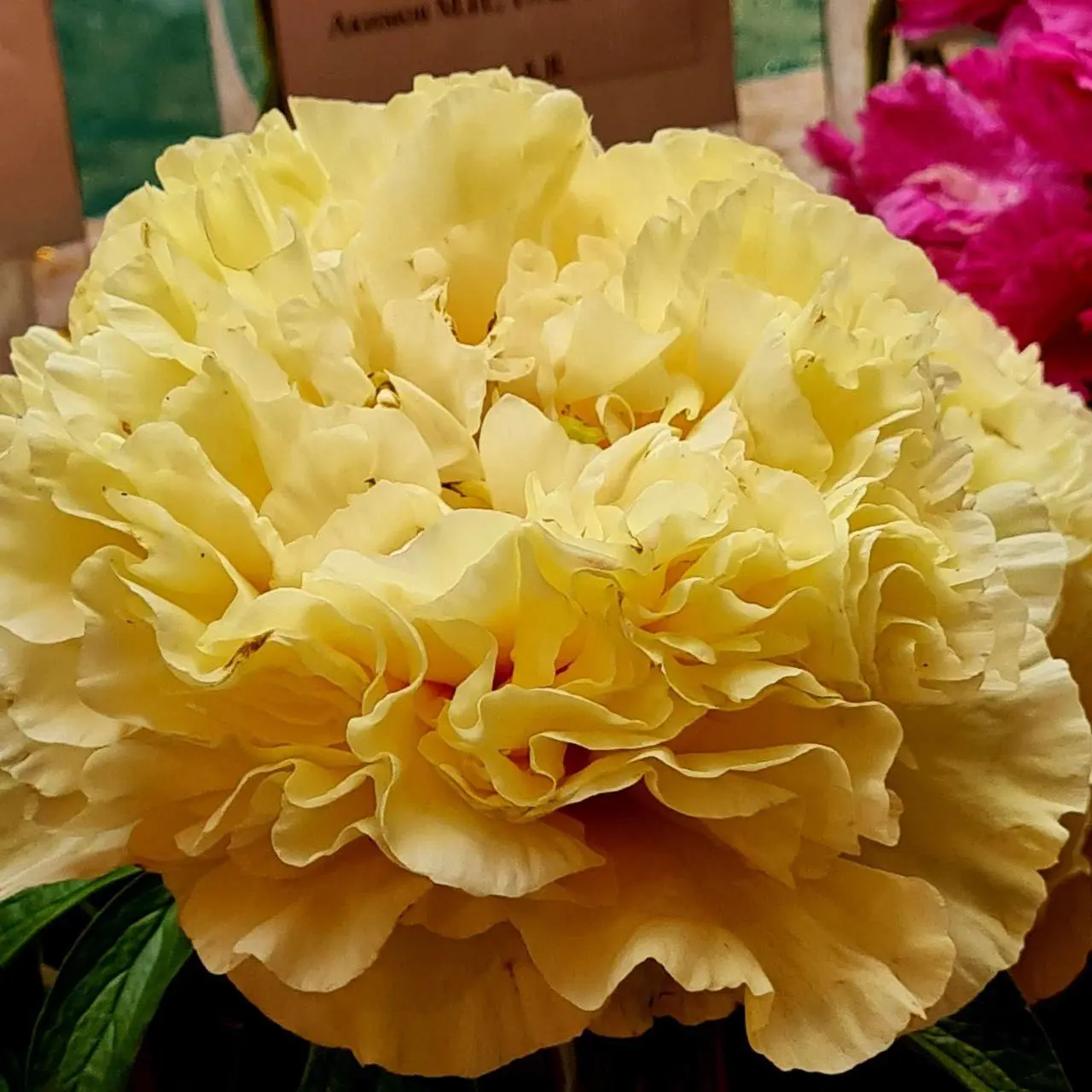 Самая яркая выставка сезона "Пионы России"