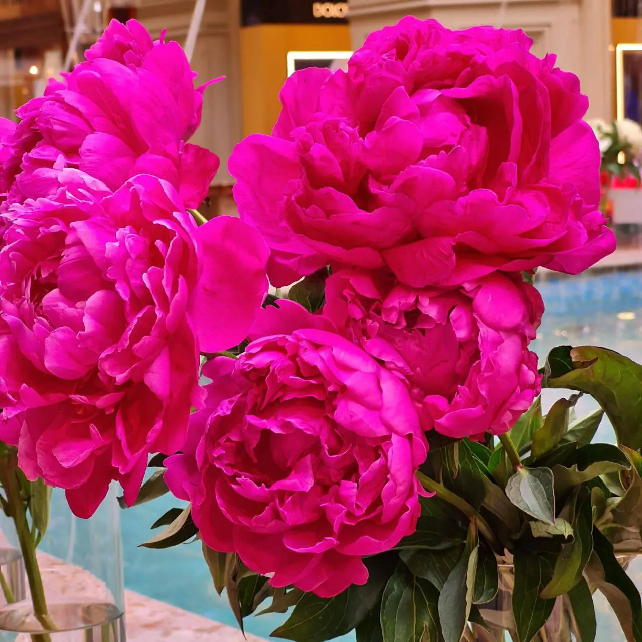 Самая яркая выставка сезона "Пионы России"