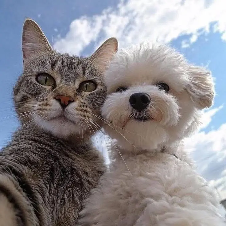 семейный фестиваль по пристрою животных Зоофрендли