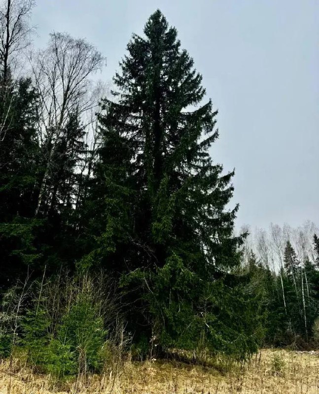 Главная ель страны приедет в Кремль