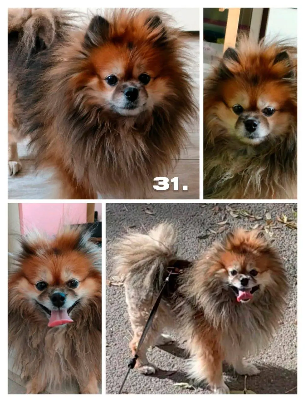 День хвостиков