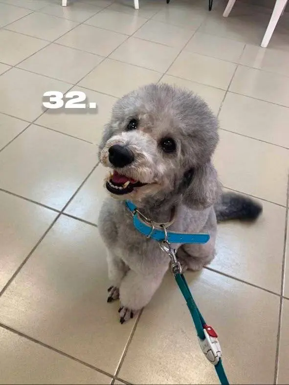 День хвостиков