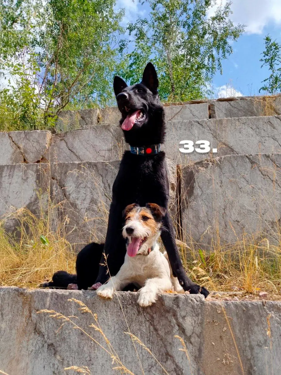 День хвостиков