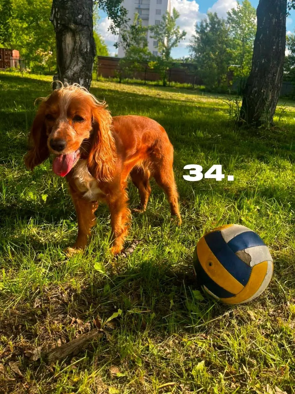 День хвостиков