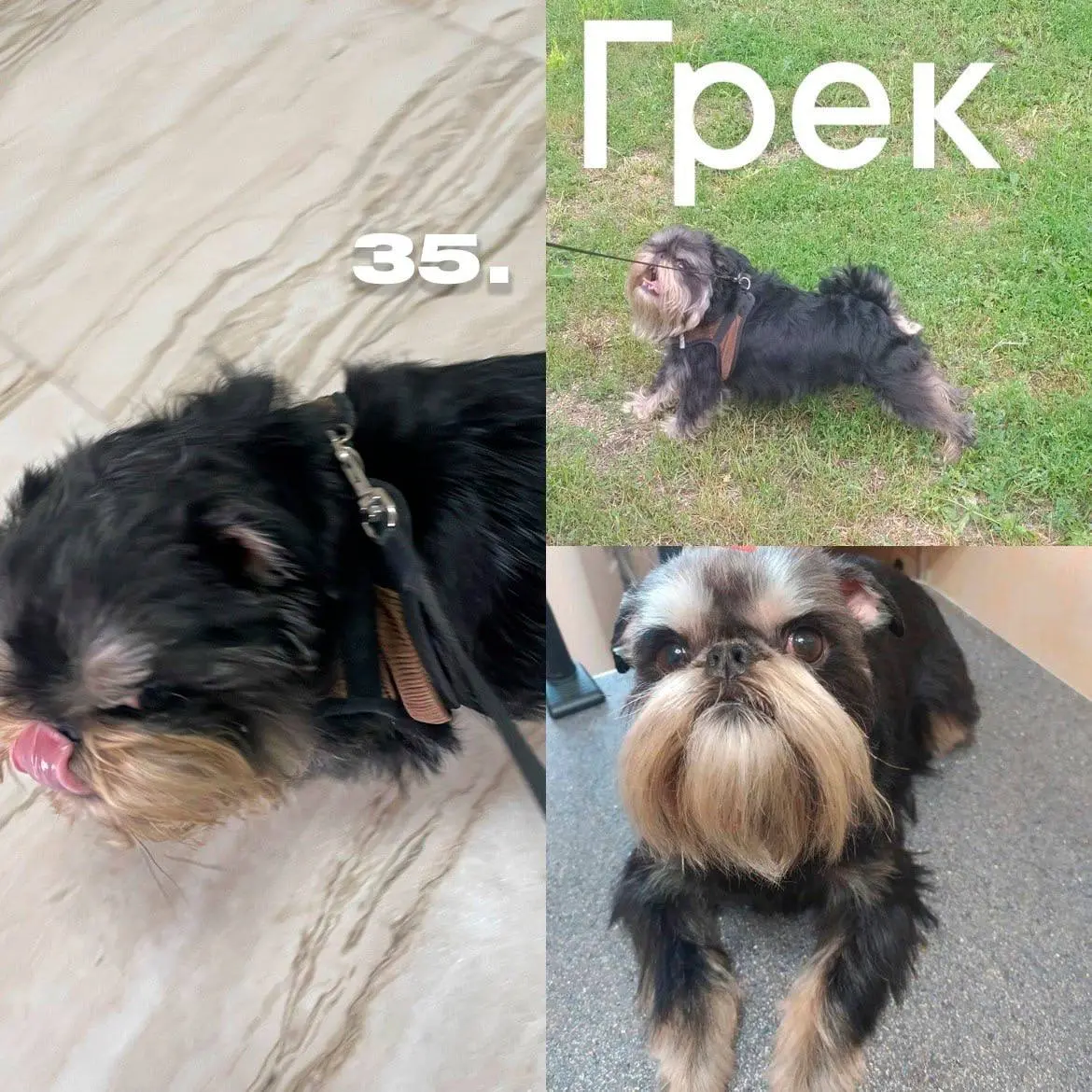 День хвостиков