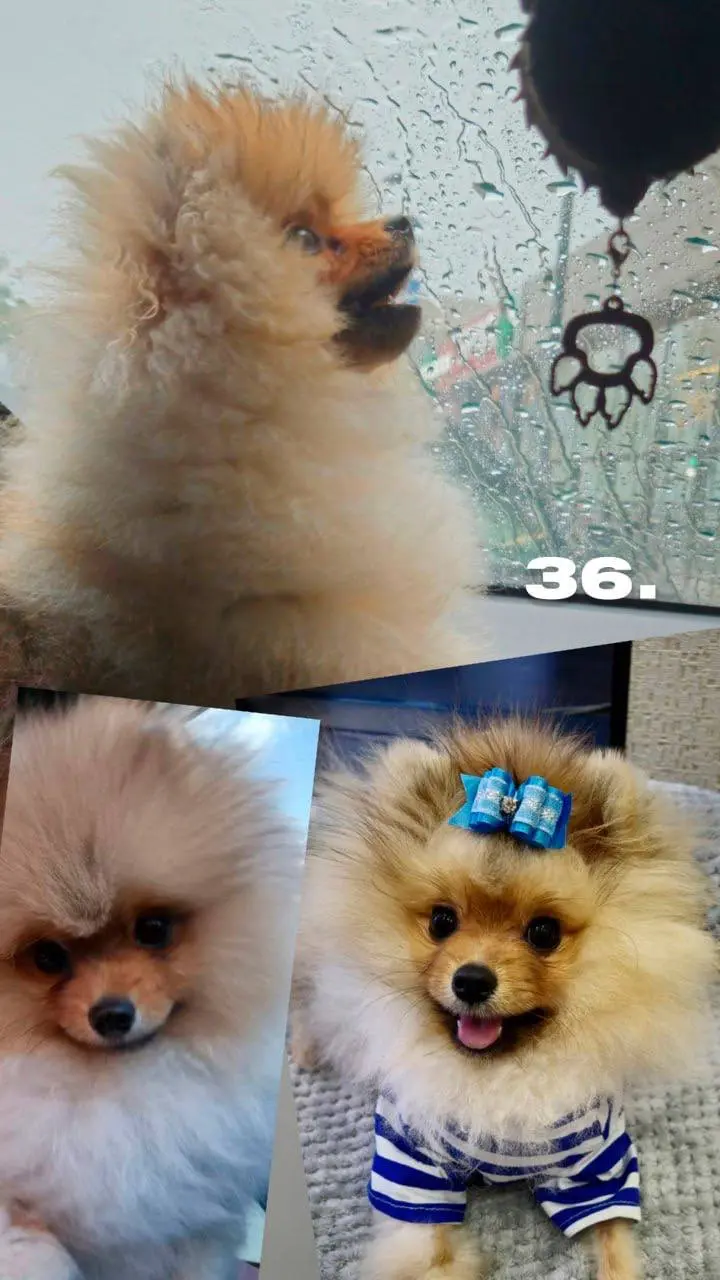 День хвостиков