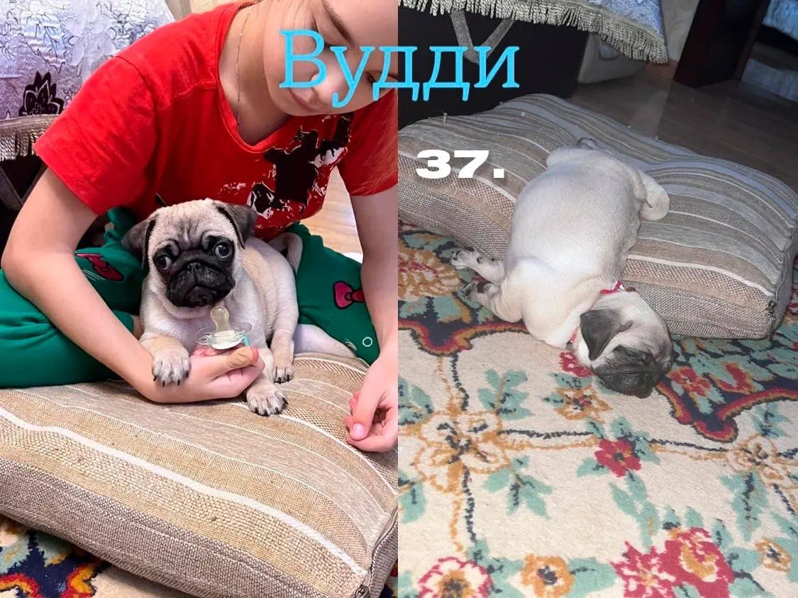 День хвостиков