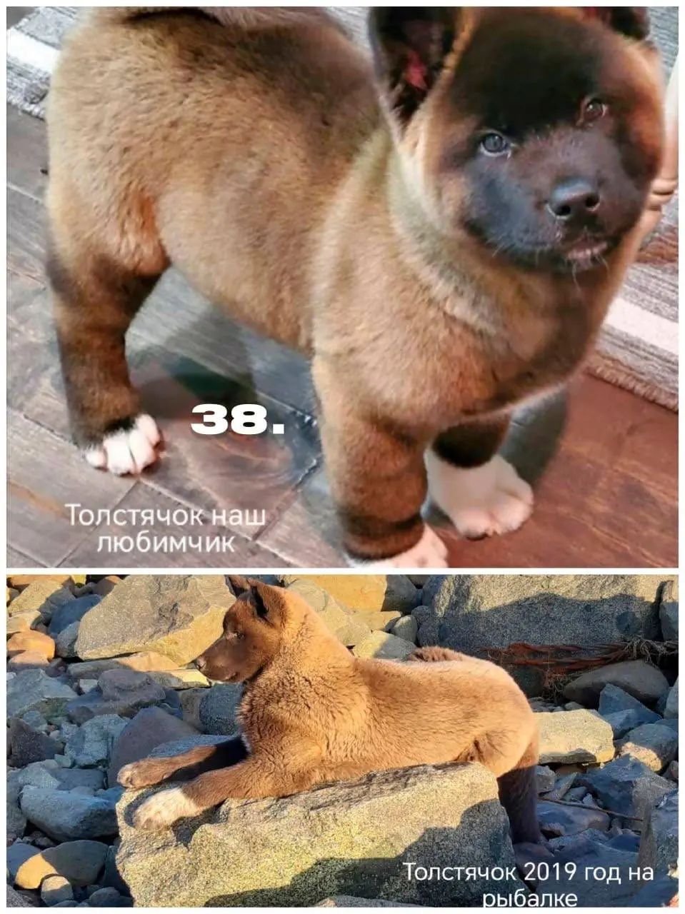 День хвостиков