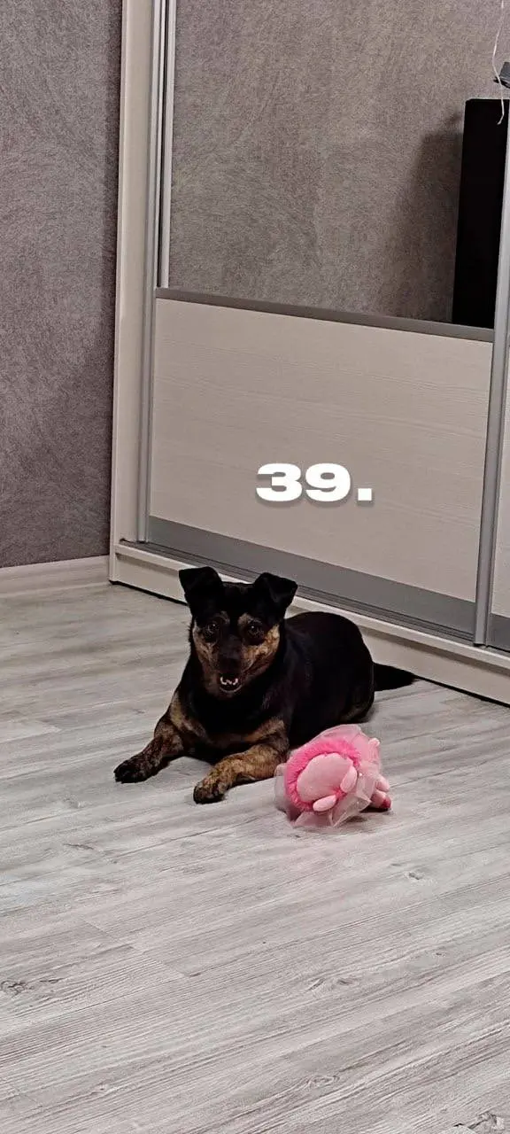 День хвостиков