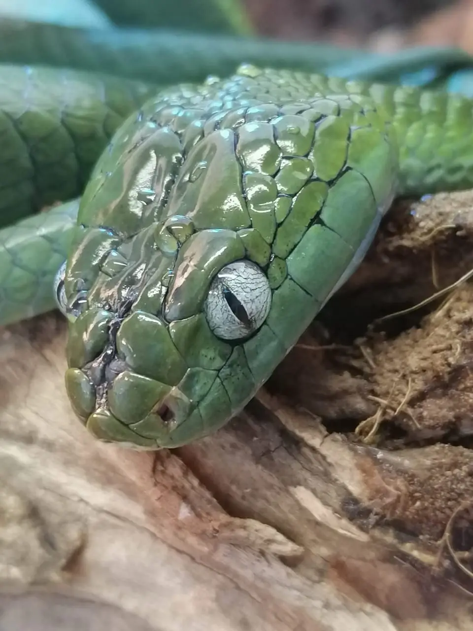 Самая большая частная выставка пауков и рептилий в России