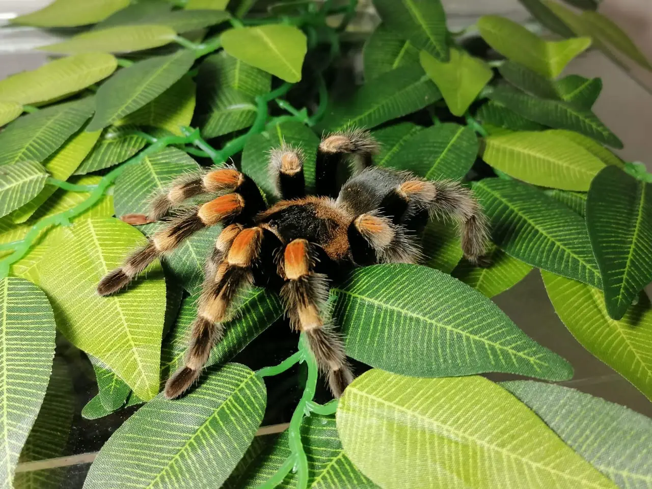 Самая большая частная выставка пауков и рептилий в России