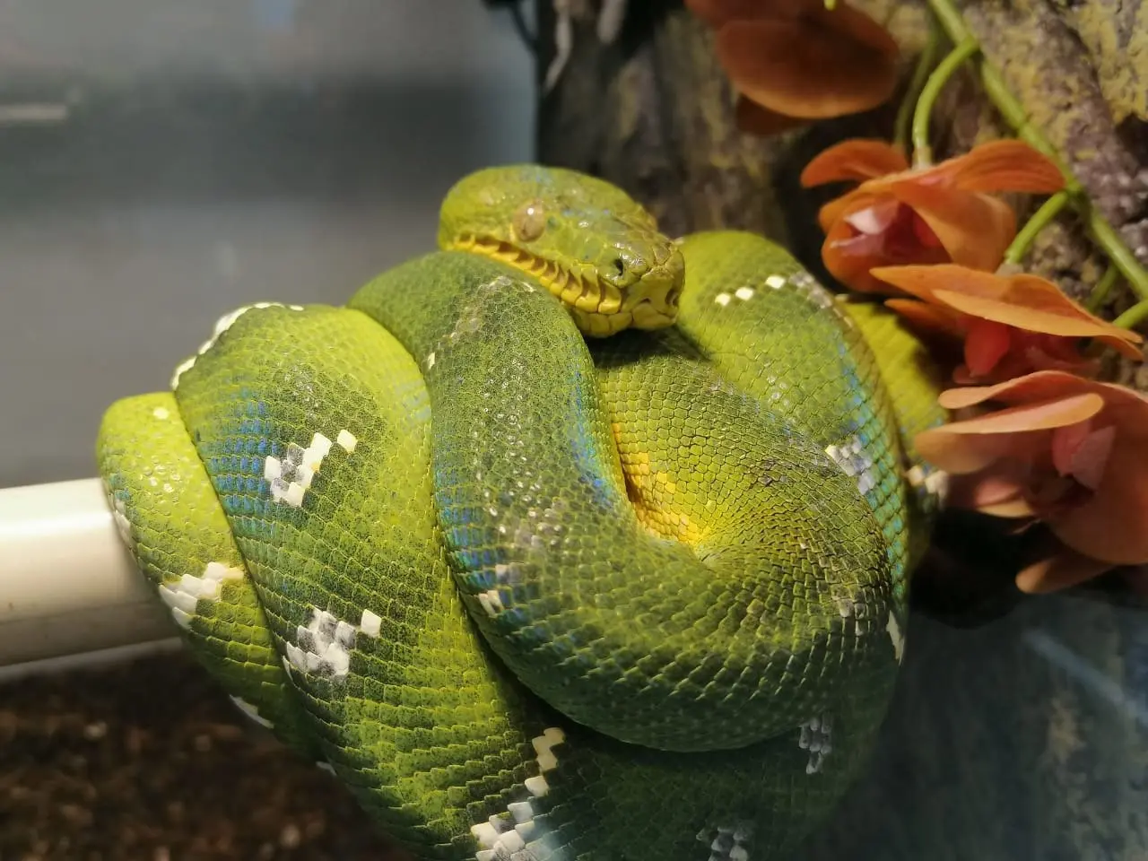 Самая большая частная выставка пауков и рептилий в России