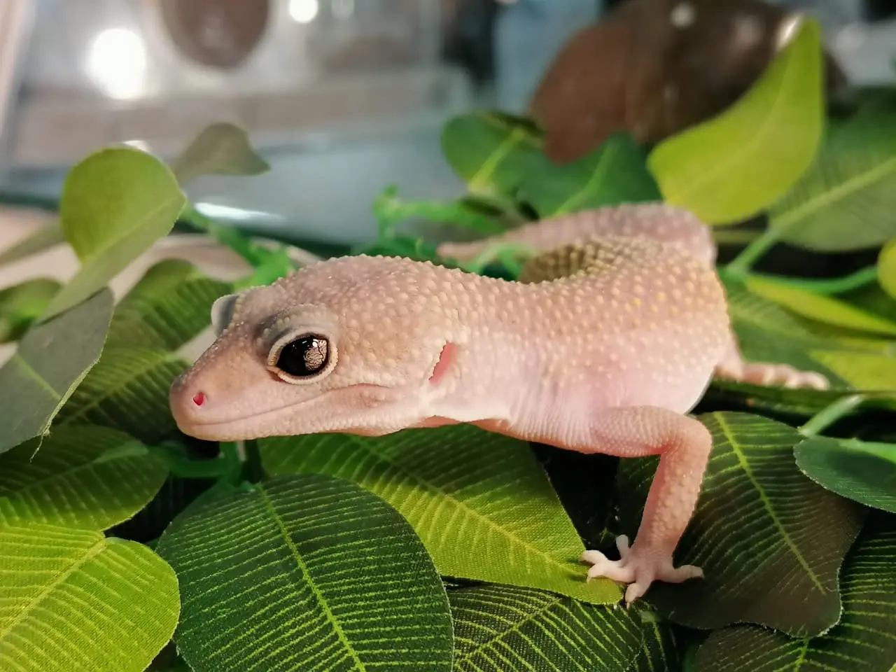 Самая большая частная выставка пауков и рептилий в России