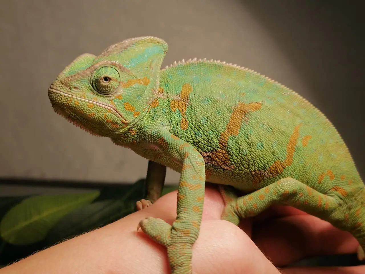 Самая большая частная выставка пауков и рептилий в России