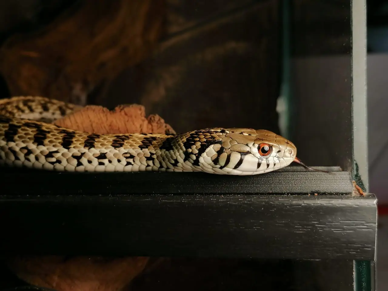 Самая большая частная выставка пауков и рептилий в России