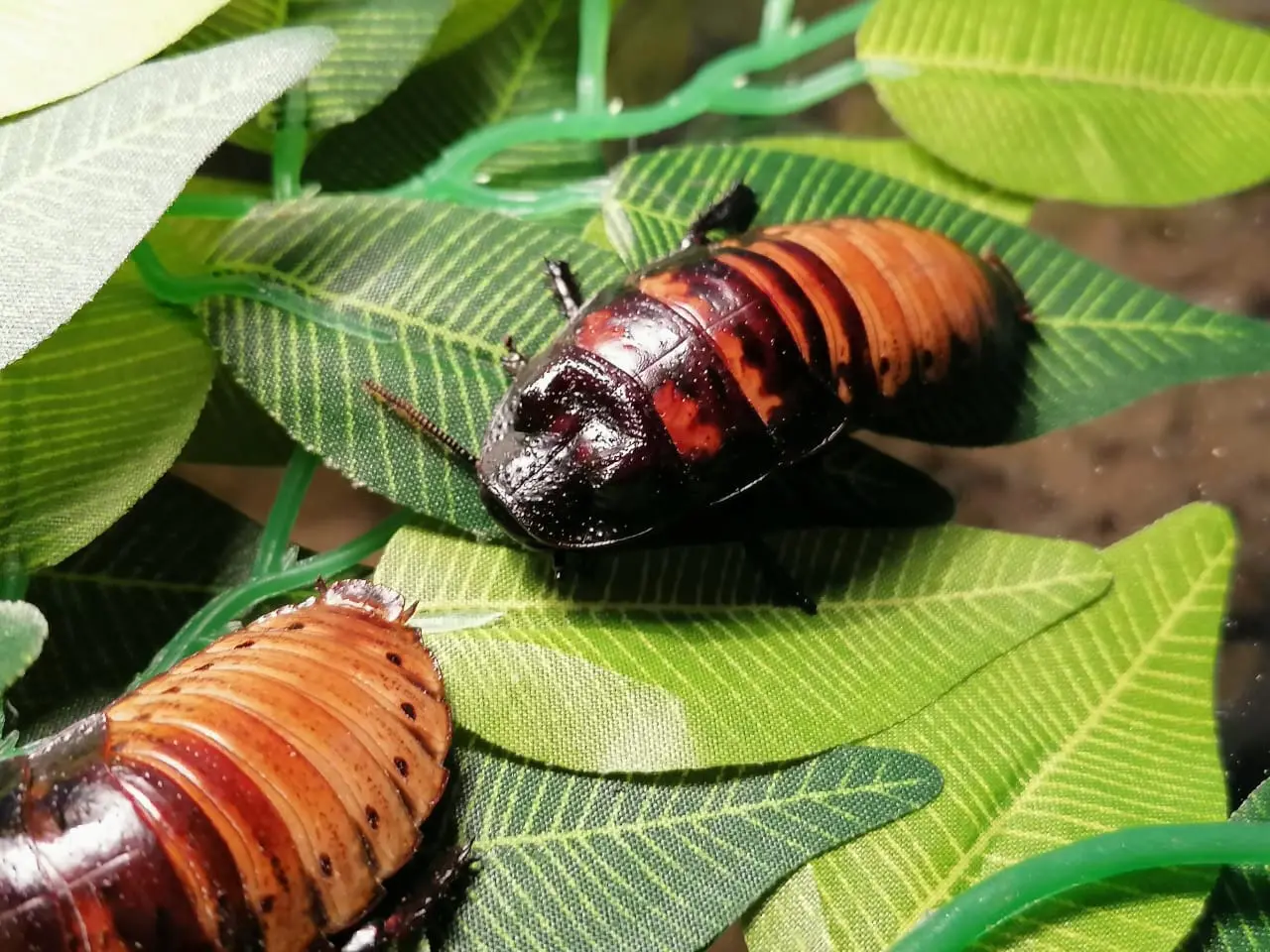Самая большая частная выставка пауков и рептилий в России