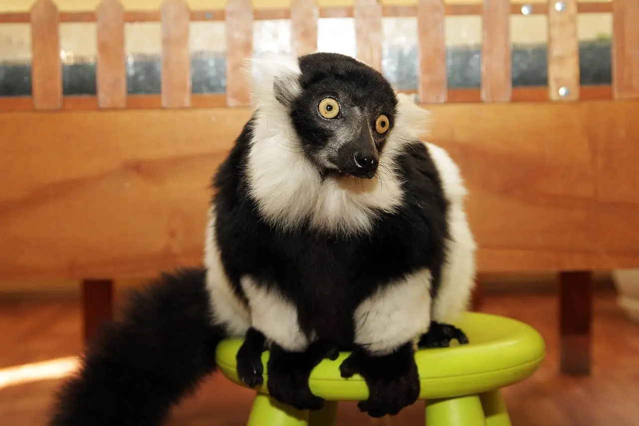 День создания российского юннатского движения