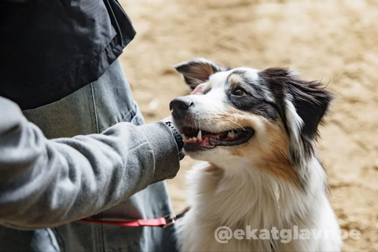 Фестиваль по пристрою животных "ЗООФРЕНДЛИ"