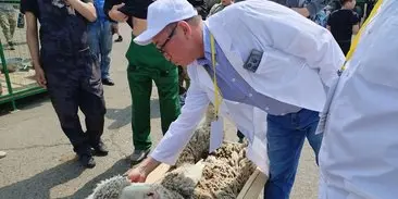 выставка коз и овец в Чите