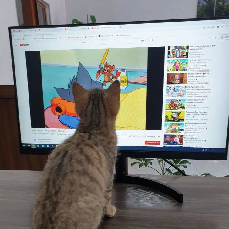 Благотворительный киносеанс «Валл-И» в саду Нурова