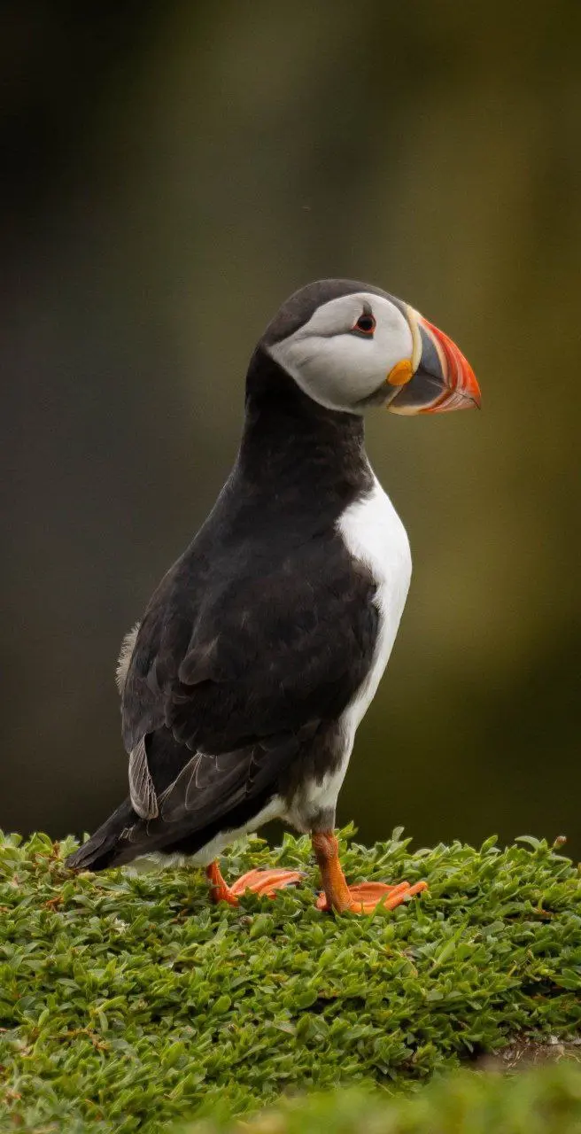 🐧 Тупики на острове Skomer — летний феномен Уэльса