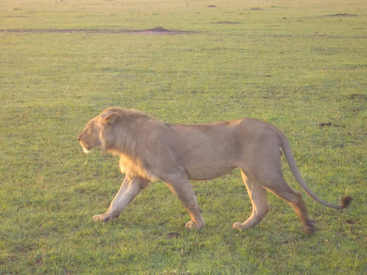 Кения 🇰🇪 сафари на рассвете