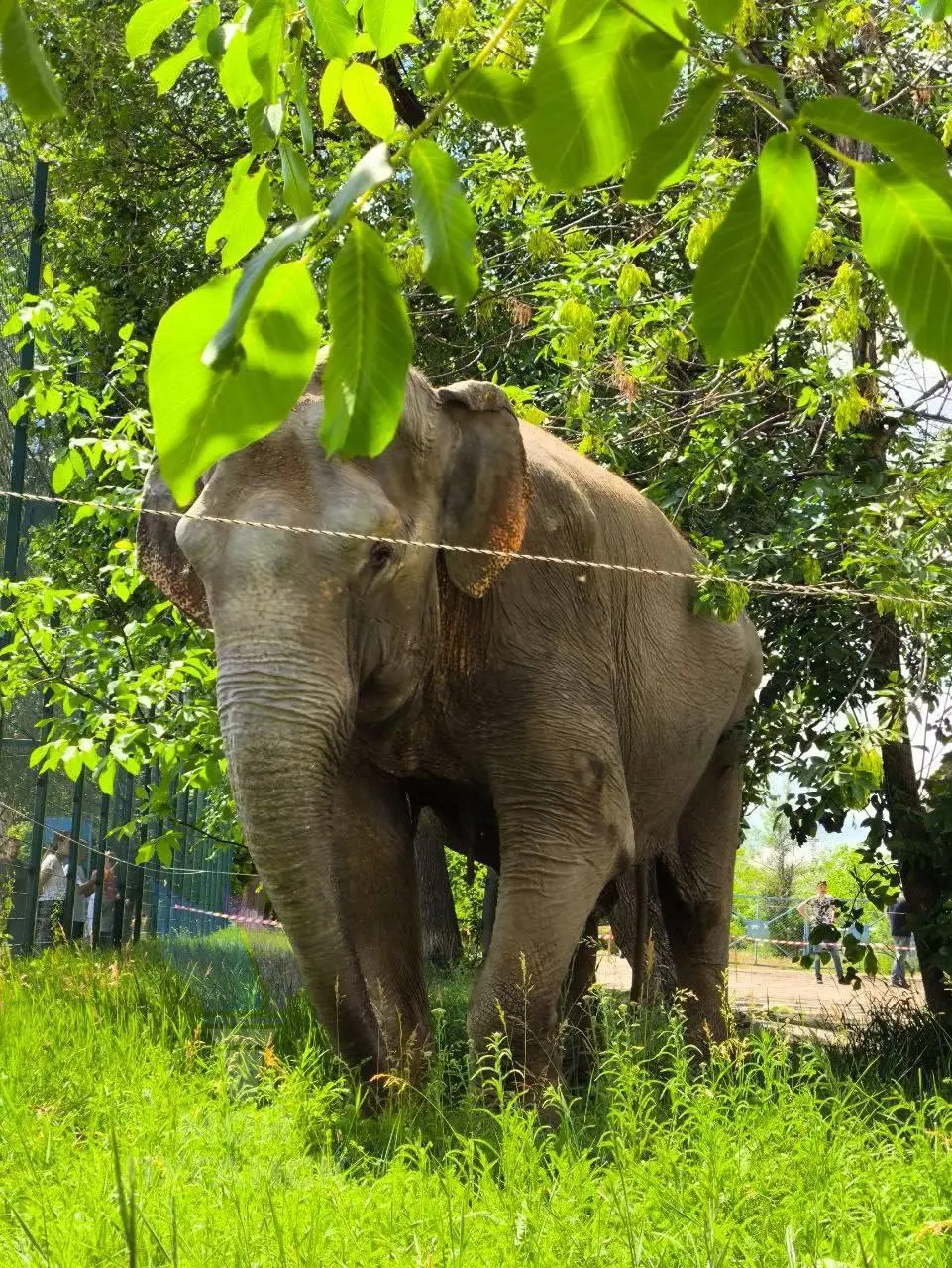 Итальянский цирк: слоны и тигры в Луганском цирке (7 июня - 13 июля 2025)