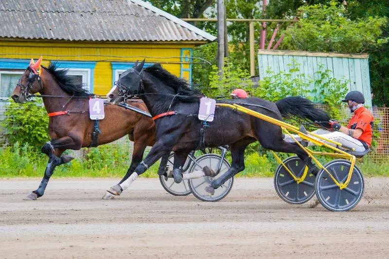 Беговой день на Тамбовском ипподроме