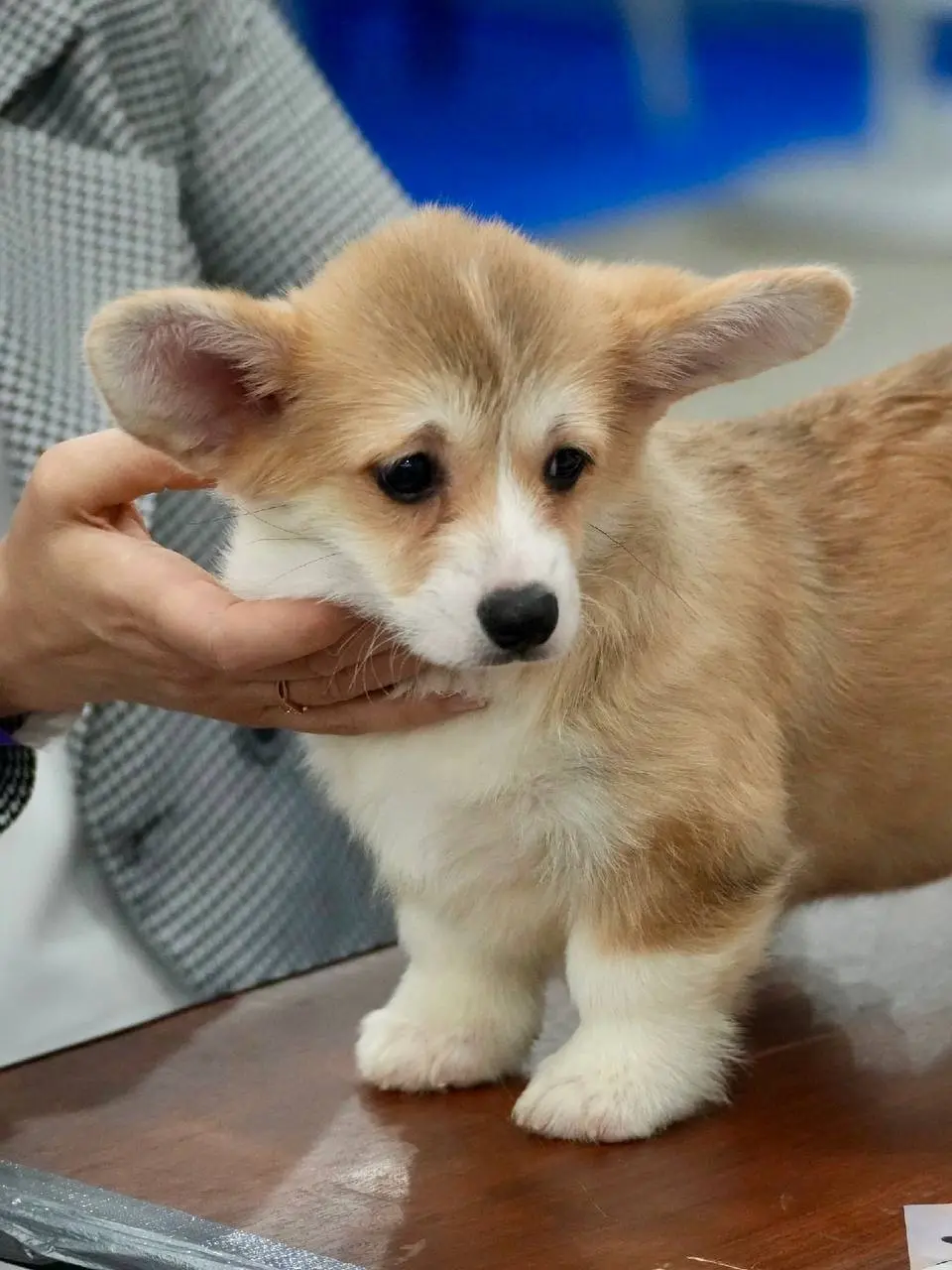 Фестиваль породистых животных «ЛапЛандия»