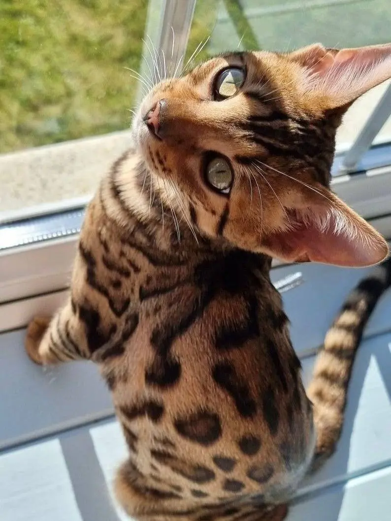 Фестиваль породистых животных «ЛапЛандия»