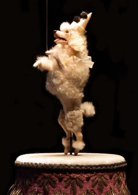 Алле-Оп! Цирк дрессированных животных