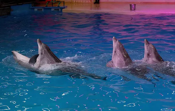 Шоу дельфинов