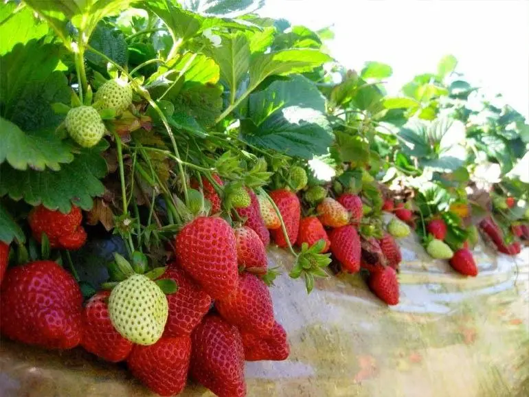 Клубничные новости продолжаются