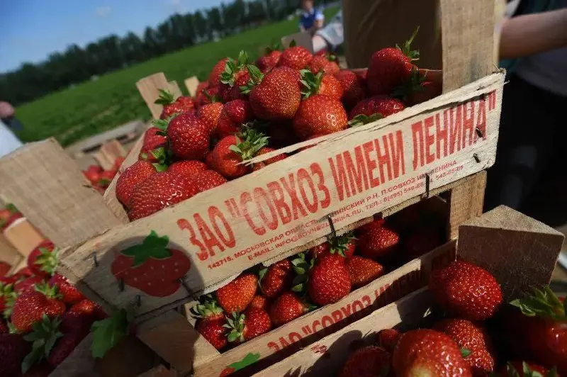 Клубничные новости продолжаются