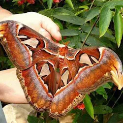 Сад бабочек