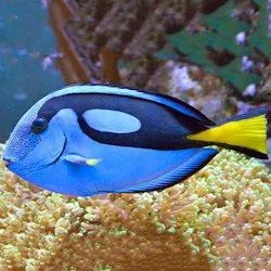 Океанариум