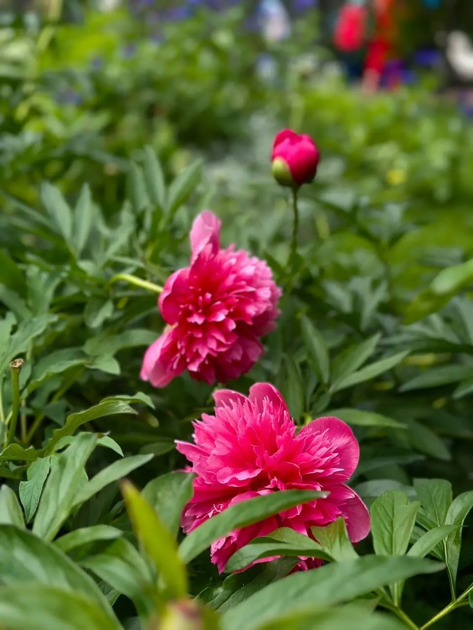 Пионы в Аничковом саду